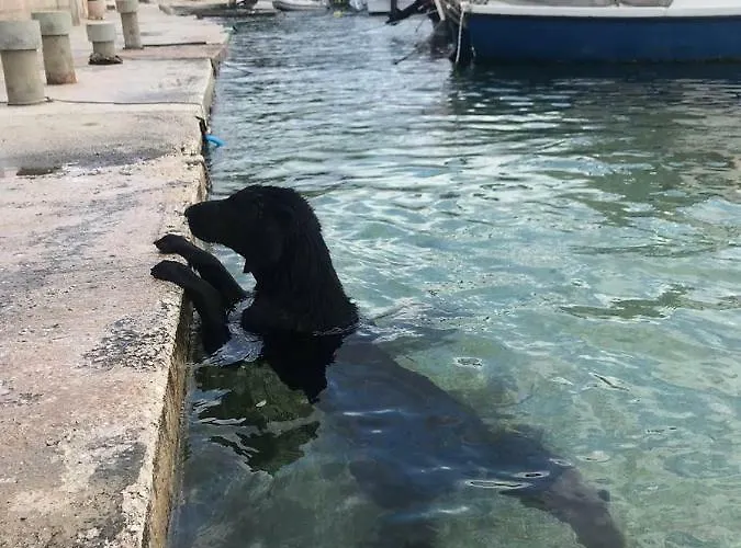 公寓 Fabjanac 特罗吉尔